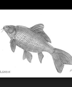 Brian Mills original, signed, fish drawings