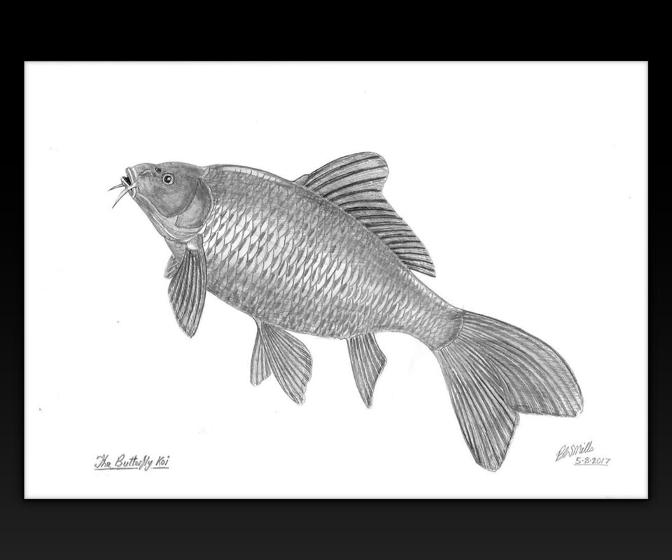 Brian Mills original, signed, fish drawings