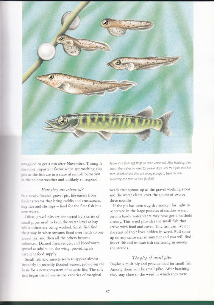 How To Catch Bigger Pike From Rivers, Lochs & Lakes, P. Gustafson, 1997 1st edition - Image 2