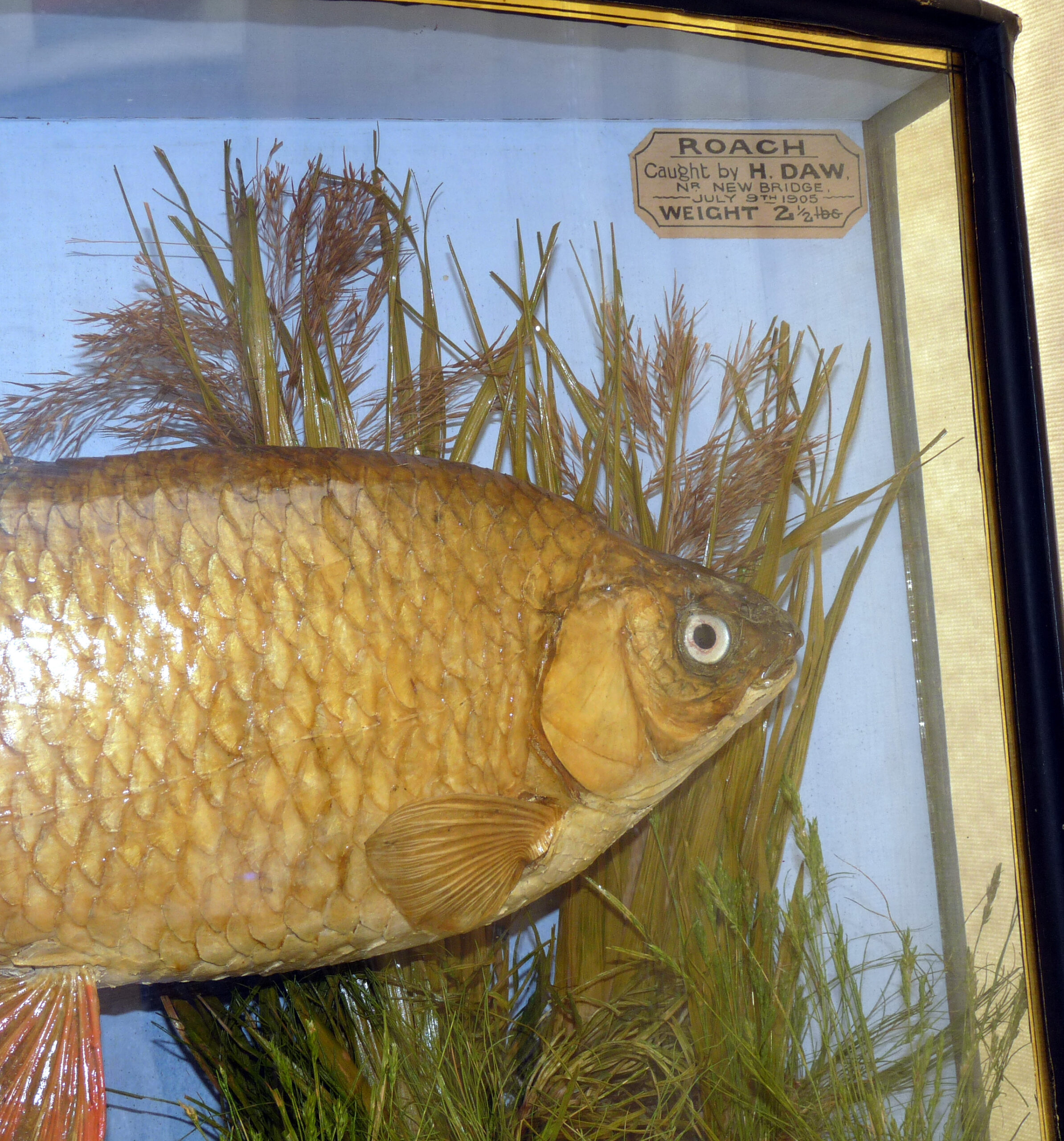 J Cooper Radnor St. London taxidermy Roach 2.5lbs in glass bow front gilt lined case 1905 collection only - Image 3