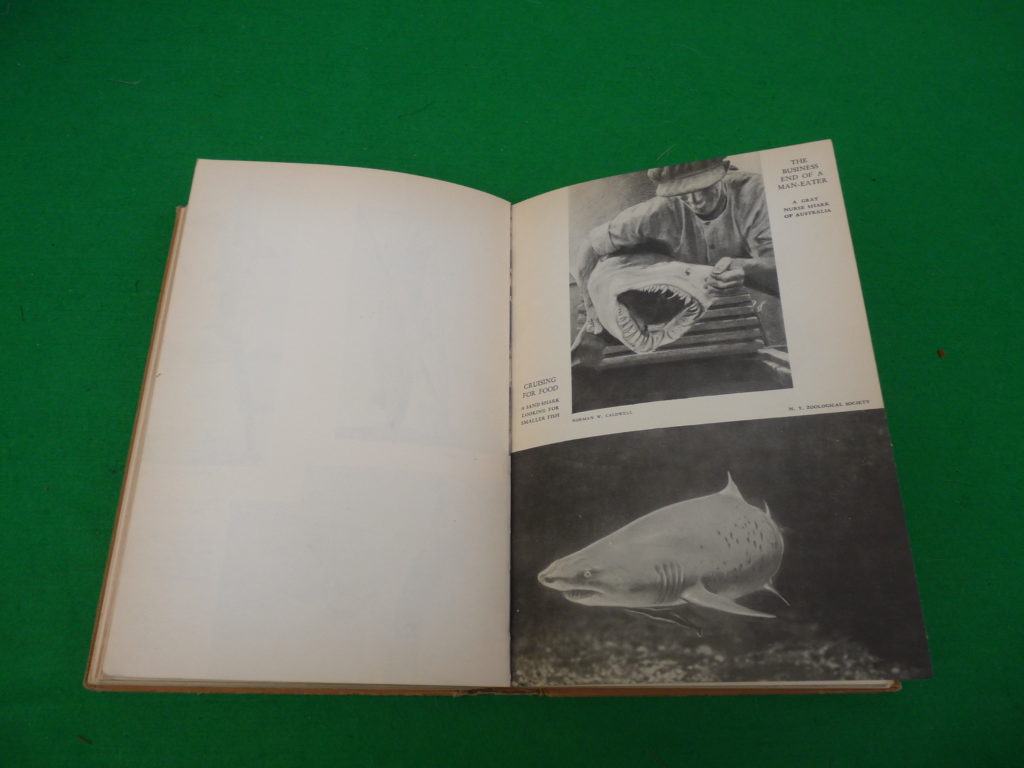 Shark! Shark! book by Captain William E Young 2nd Edition fishing hardback - Image 5