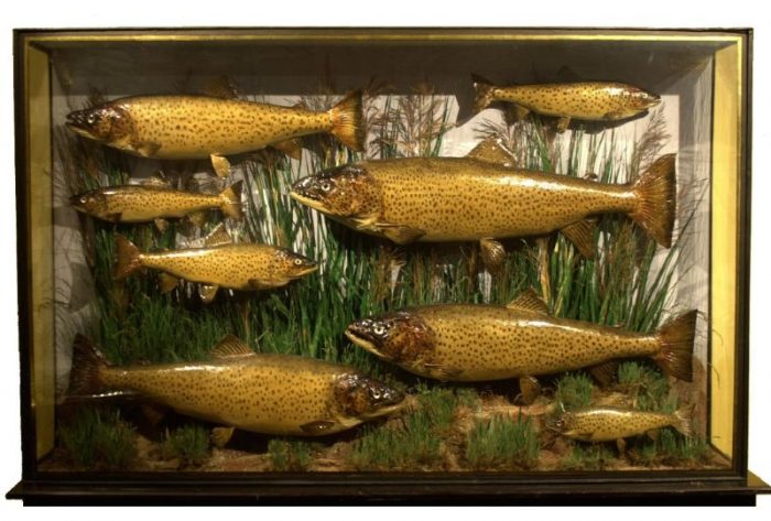 Mounted stuffed Brown Trout - Chris Sandford