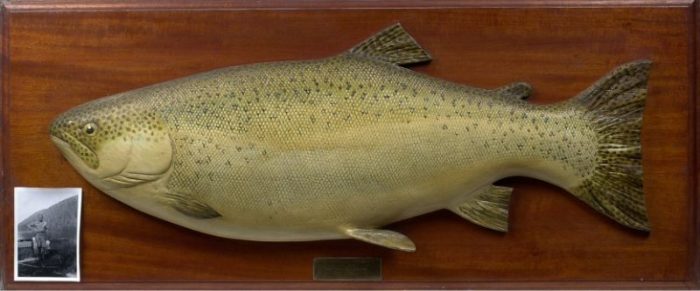Antique Carved Rainbow Trout - Chris Sandford