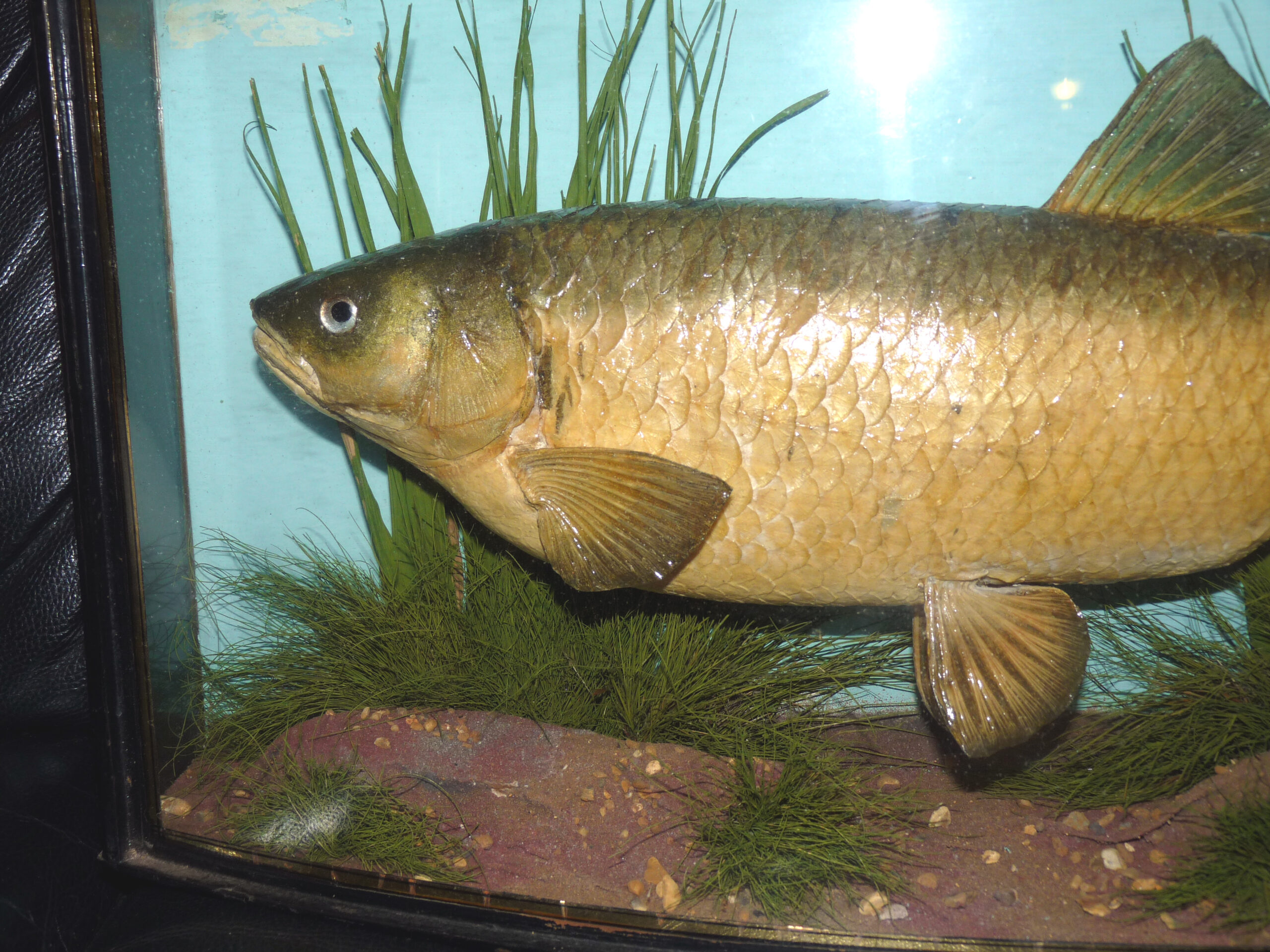 Cooper of Radnor St London vintage taxidermy Chub in bow front gilt lined glass case with label collection only - Image 3