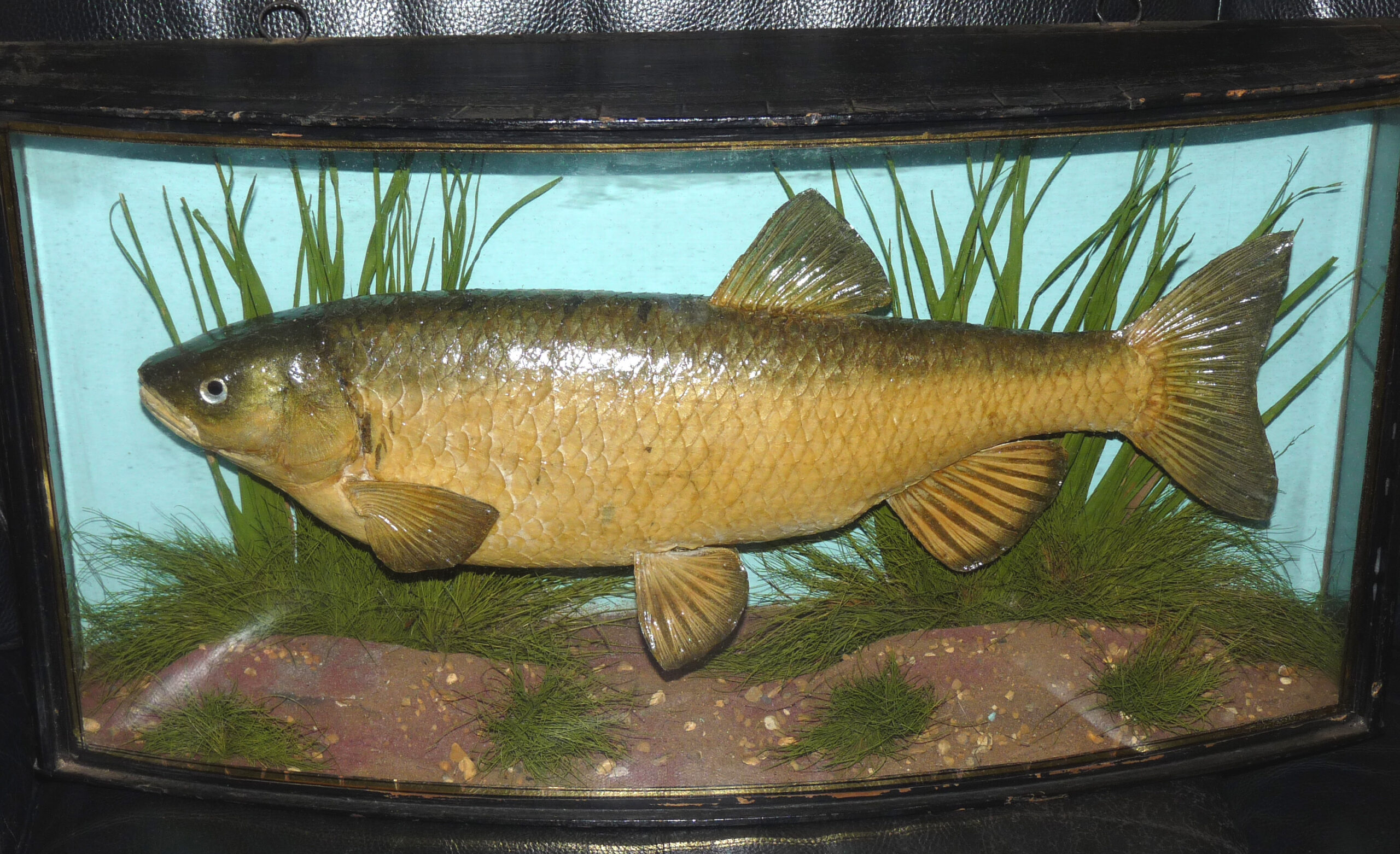 Cooper of Radnor St London vintage taxidermy Chub in bow front gilt lined glass case with label collection only
