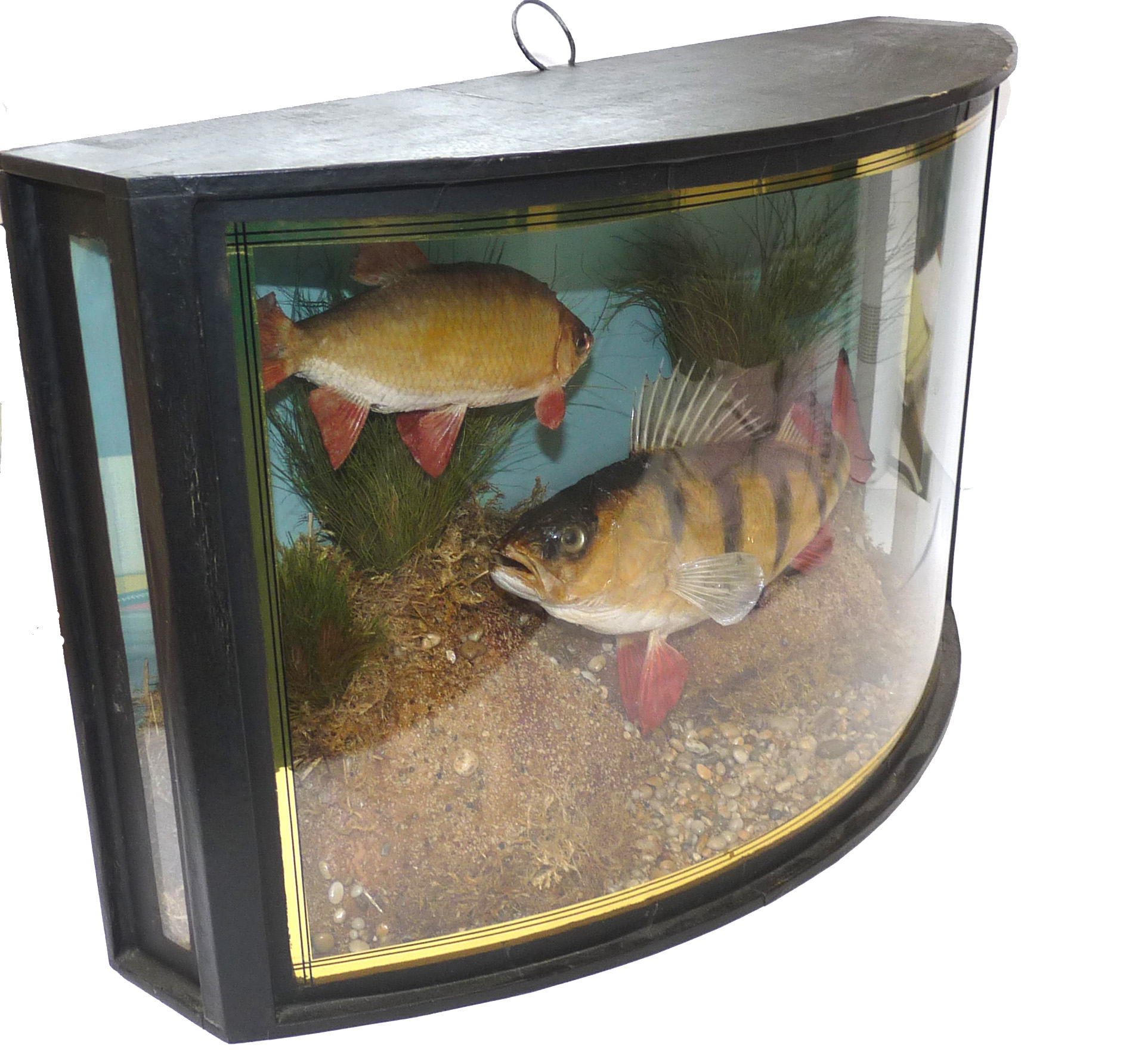 taxidermy Perch & Rudd Skin mount cast fish in bow front case Trent & Mersey Canal 1959 Collection only - Image 4