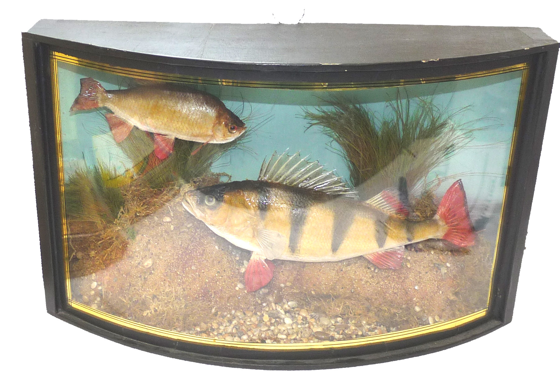 taxidermy Perch & Rudd Skin mount cast fish in bow front case Trent & Mersey Canal 1959 Collection only - Image 2