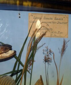 Alternative view of 2 taxidermy pike by Spicer 1926 bow front gilt lined case collection only
