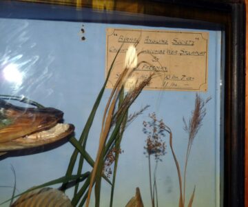 Alternative view of 2 taxidermy pike by Spicer 1926 bow front gilt lined case collection only