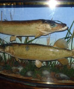 2 taxidermy pike by Spicer 1926 bow front gilt lined case collection only