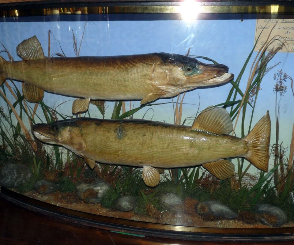 2 taxidermy pike by Spicer 1926 bow front gilt lined case collection only
