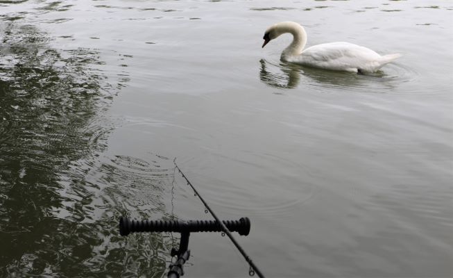 swan on lake with fishing rod