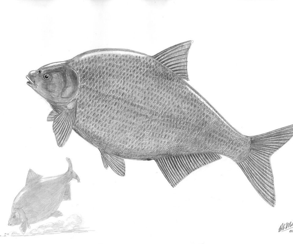 Brian Mills Drawing 11