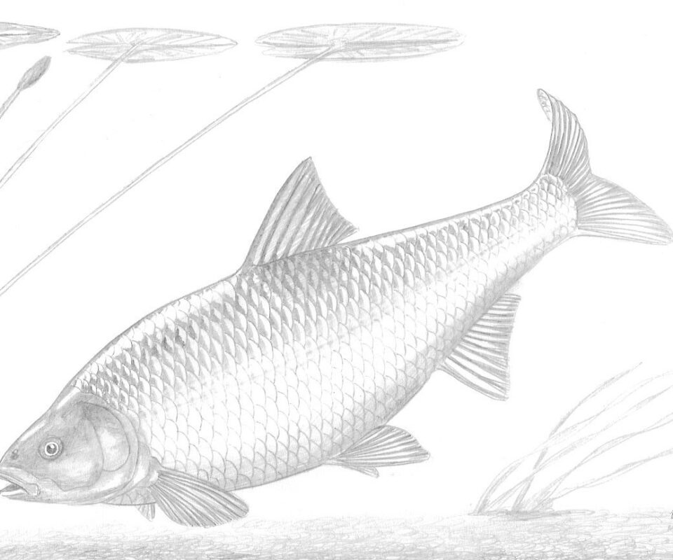 Brian Mills Drawing 12