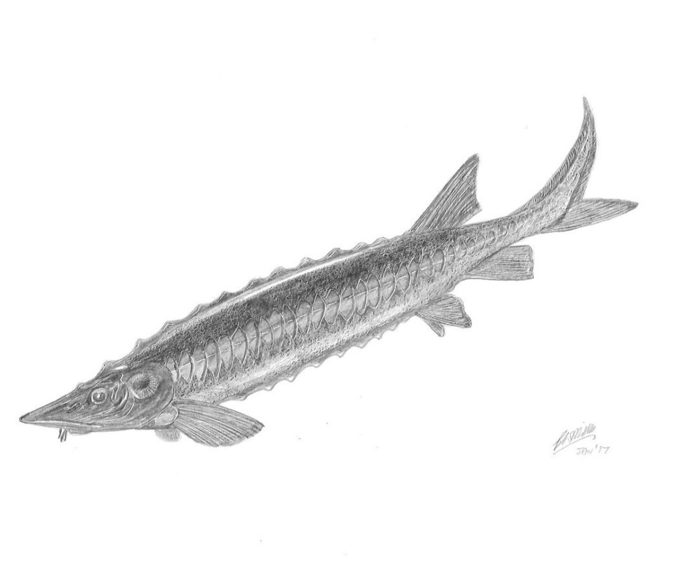 Brian Mills Drawing 13