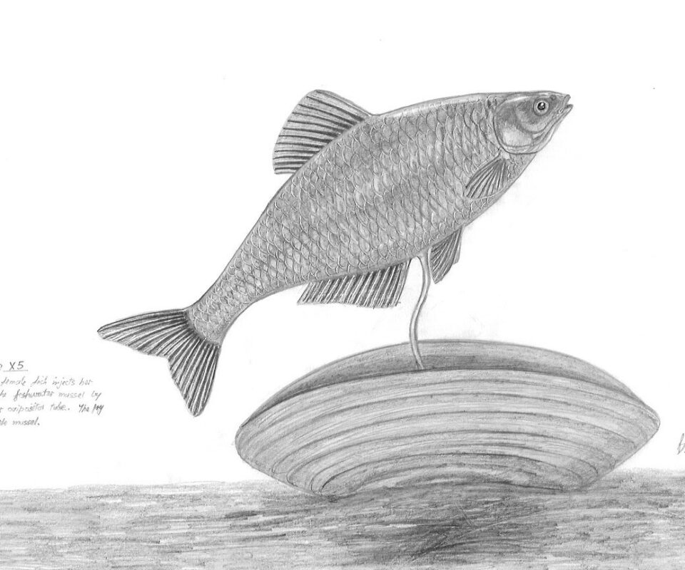 Brian Mills Drawing 14