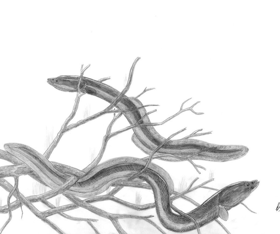 Brian Mills Drawing 15