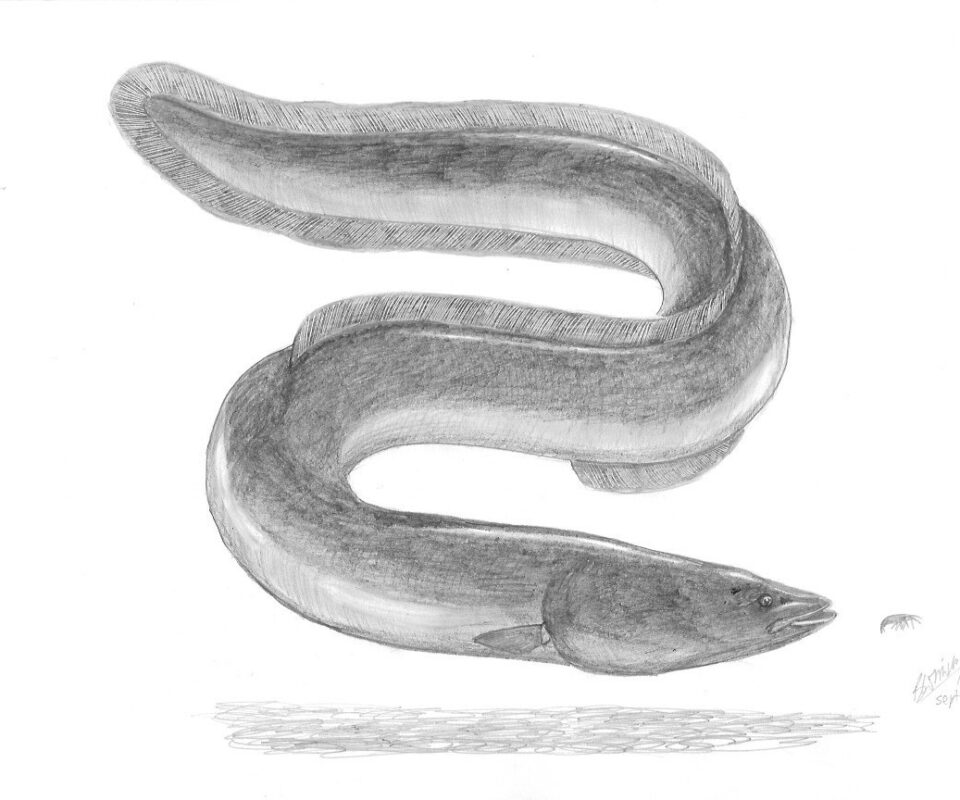 Brian Mills Drawing 16