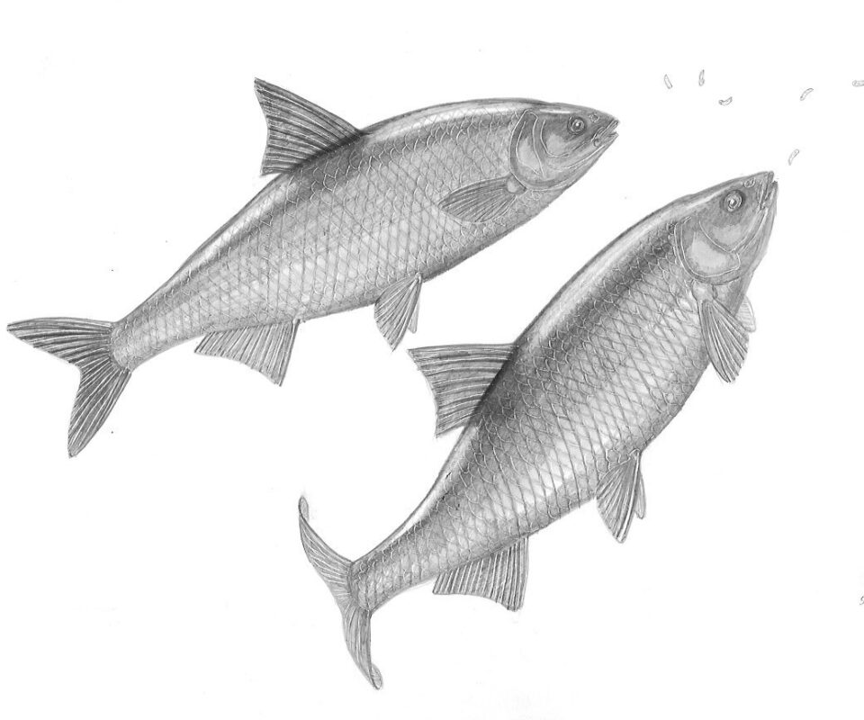 Brian Mills Drawing 17