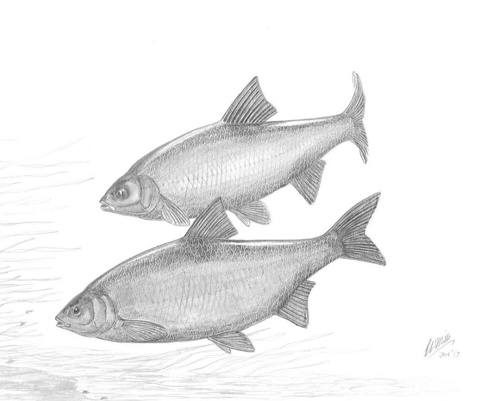 Brian Mills Drawing 18