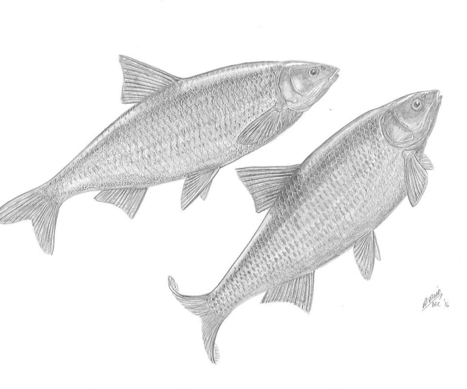 Brian Mills Drawing 19