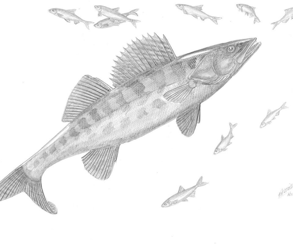 Brian Mills Drawing 22