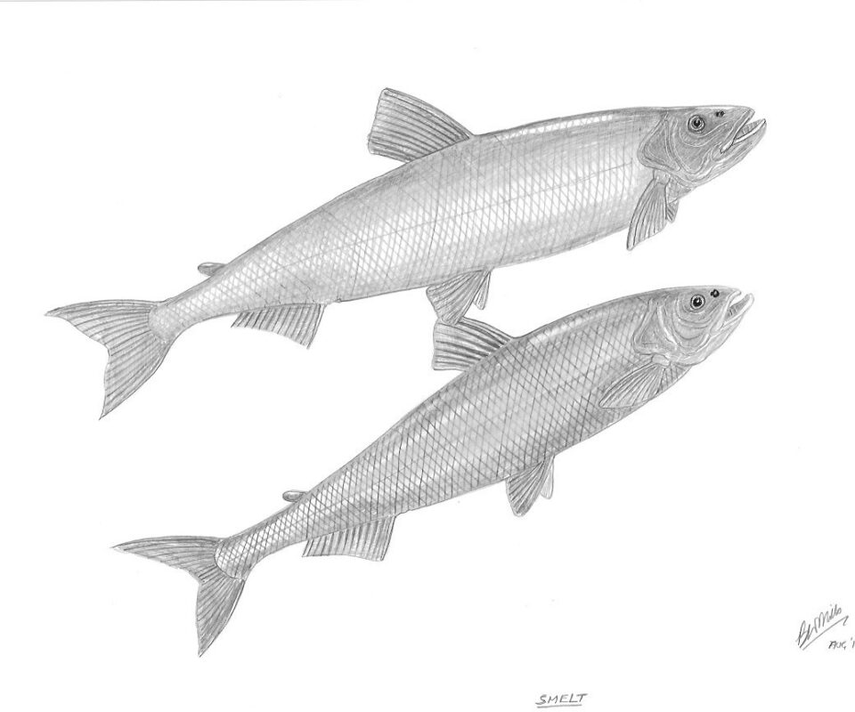 Brian Mills Drawing 23