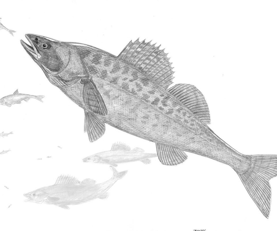 Brian Mills Drawing 24