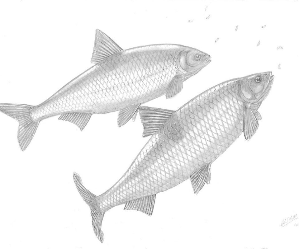 Brian Mills Drawing 26