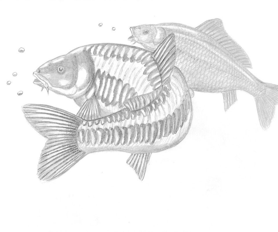 Brian Mills Drawing 27
