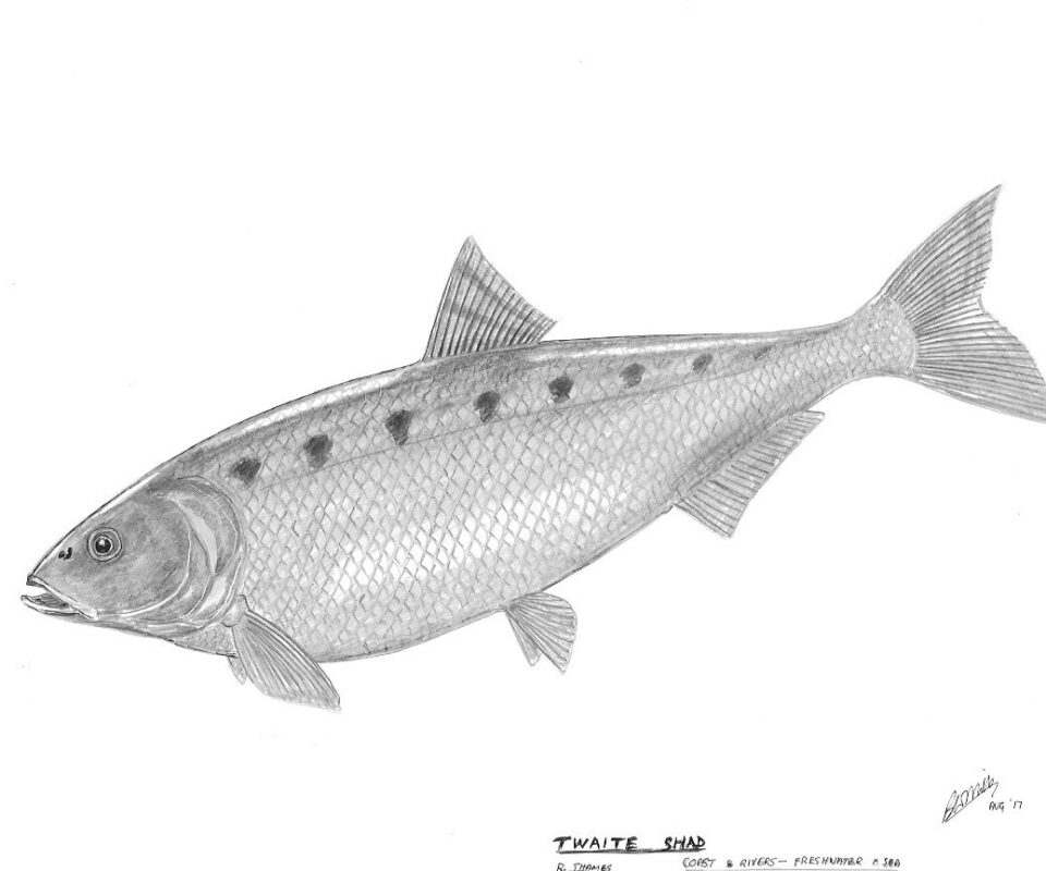 Brian Mills Drawing 29