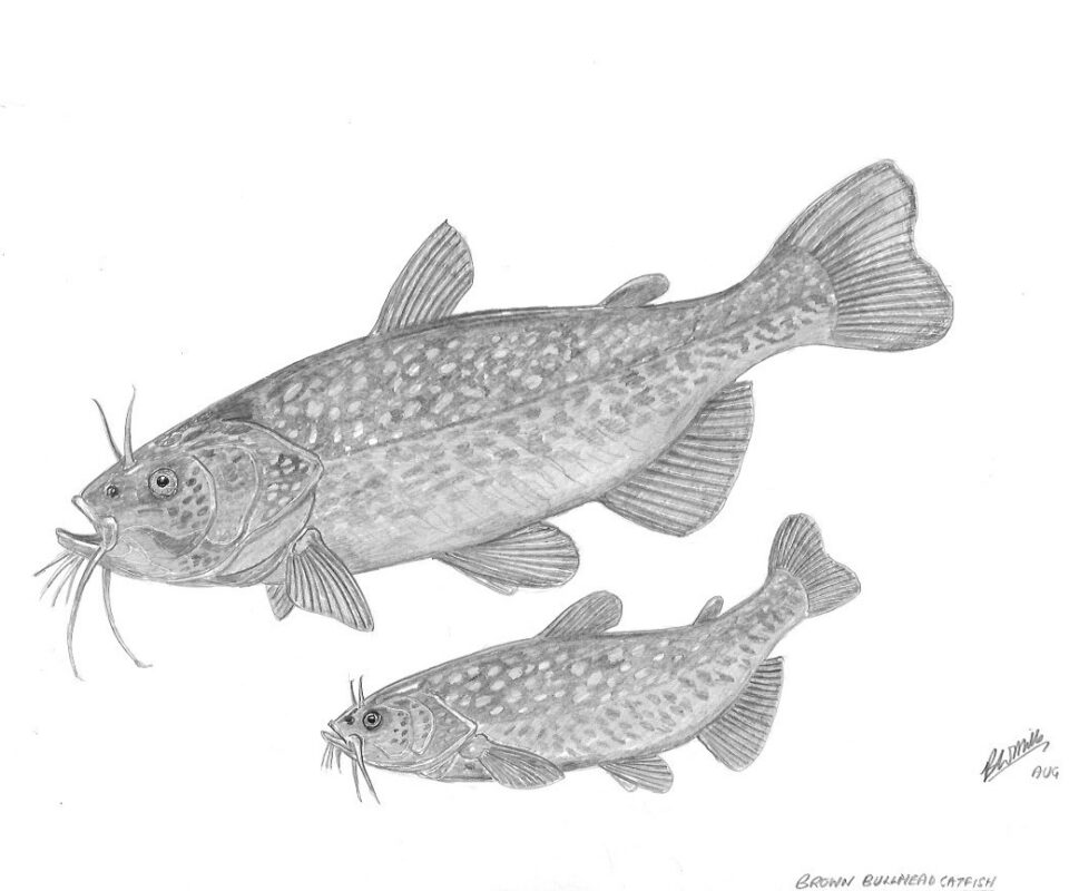 Brian Mills Drawing 3