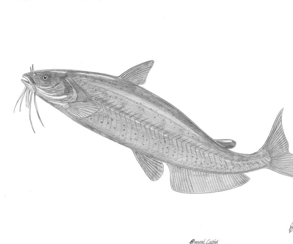 Brian Mills Drawing 31