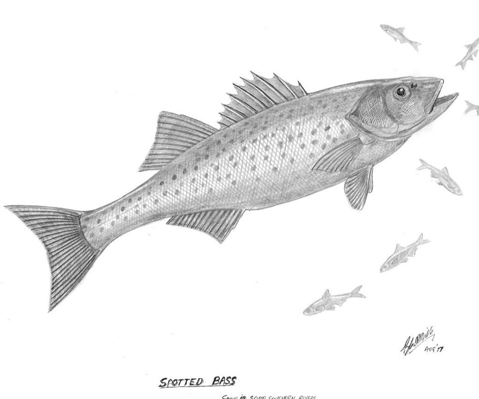 Brian Mills Drawing 32