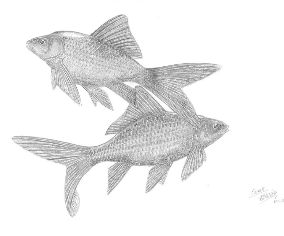 Brian Mills Drawing 33