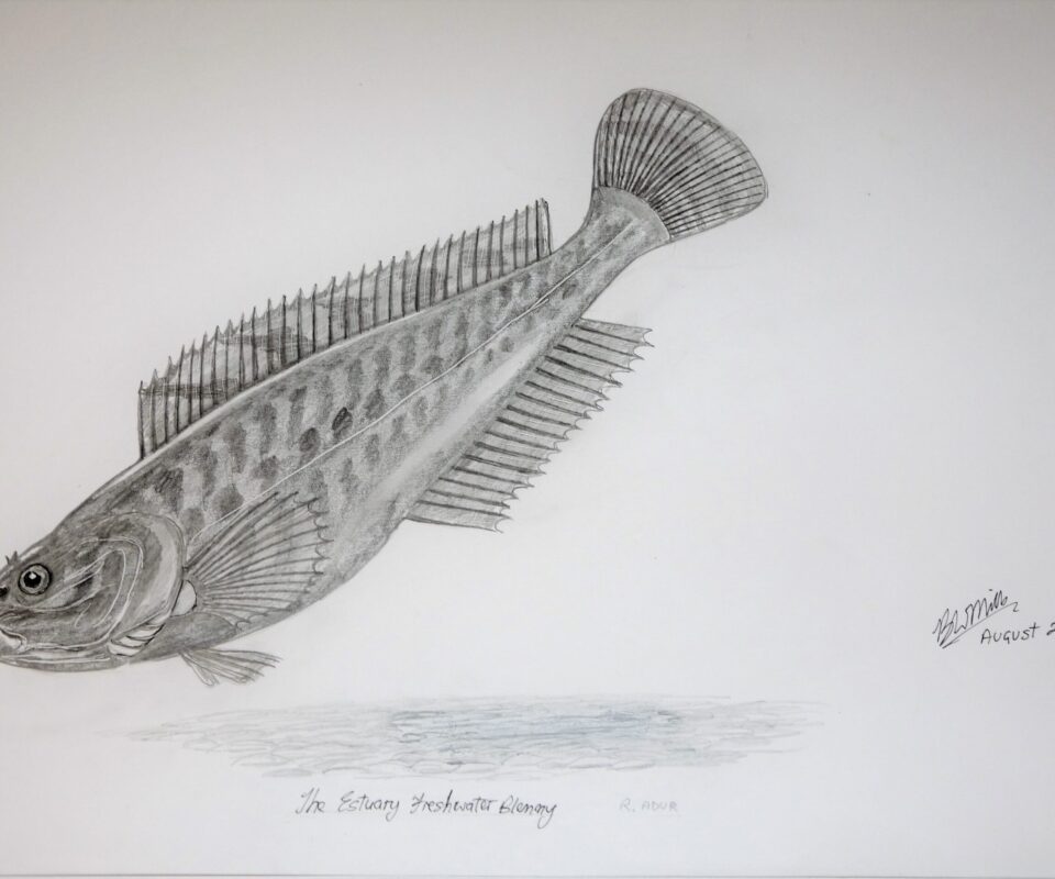 Brian Mills Drawing 34