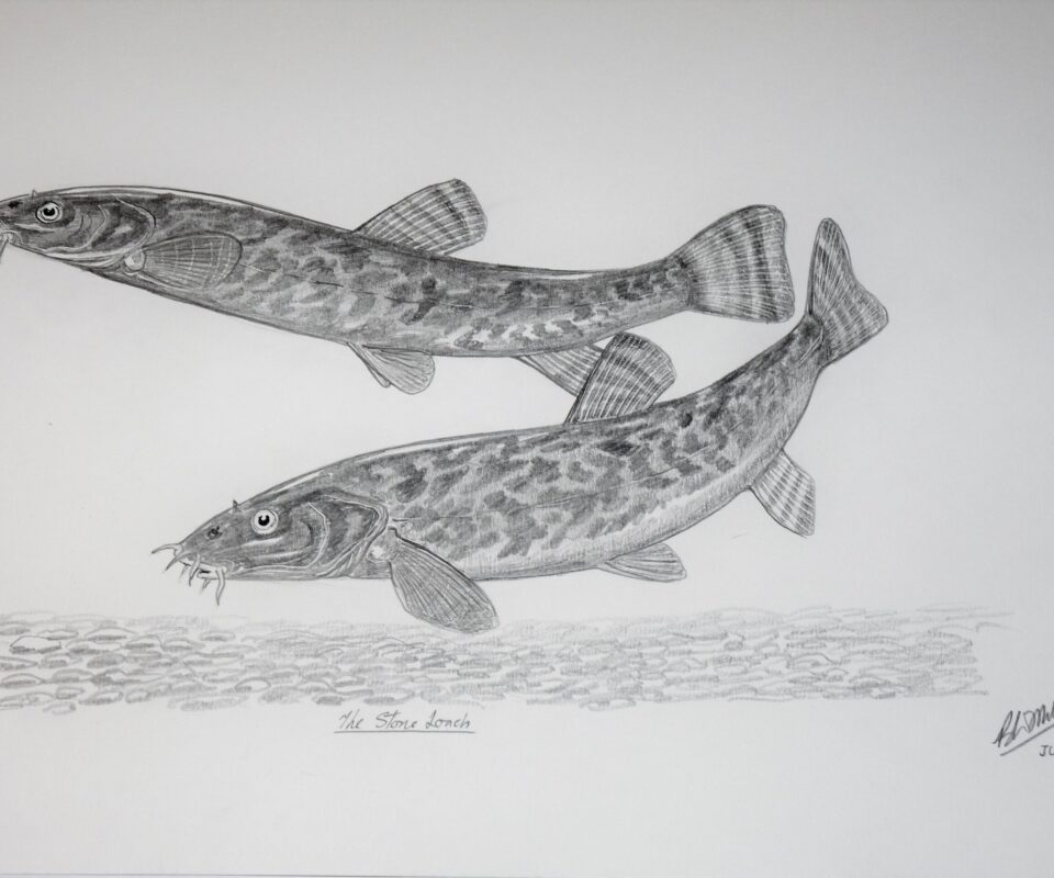 Brian Mills Drawing 35