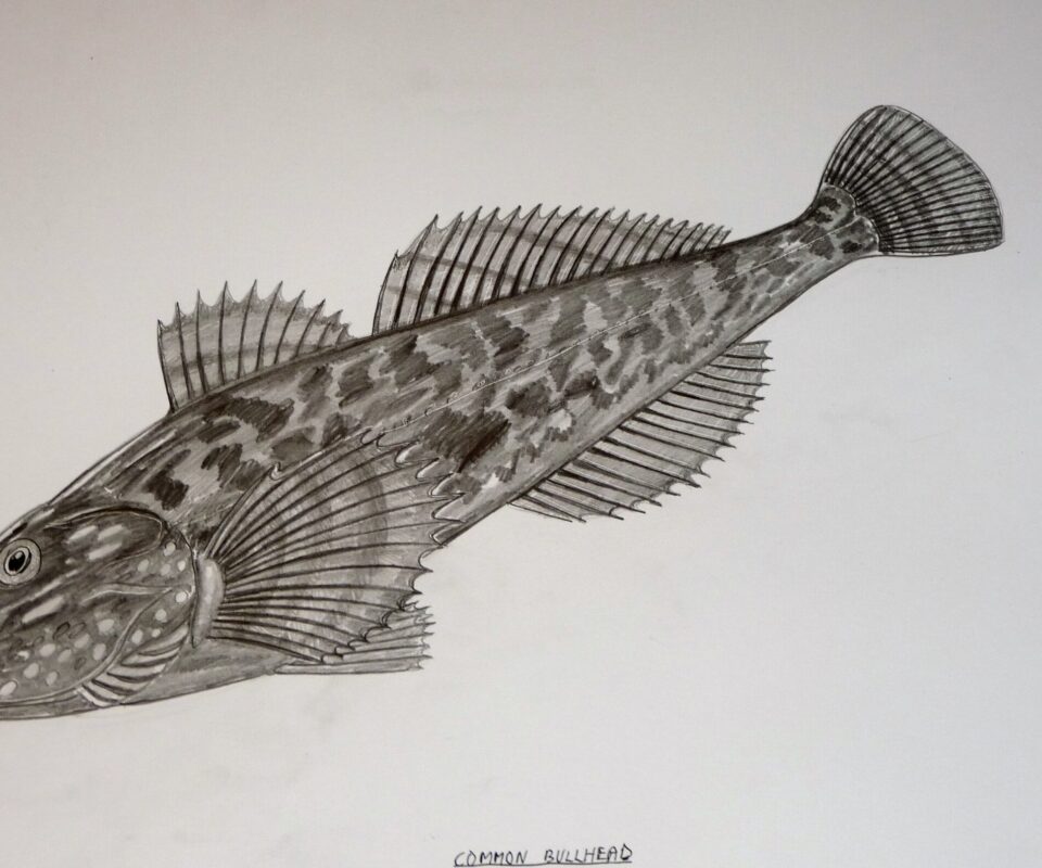 Brian Mills Drawing 36