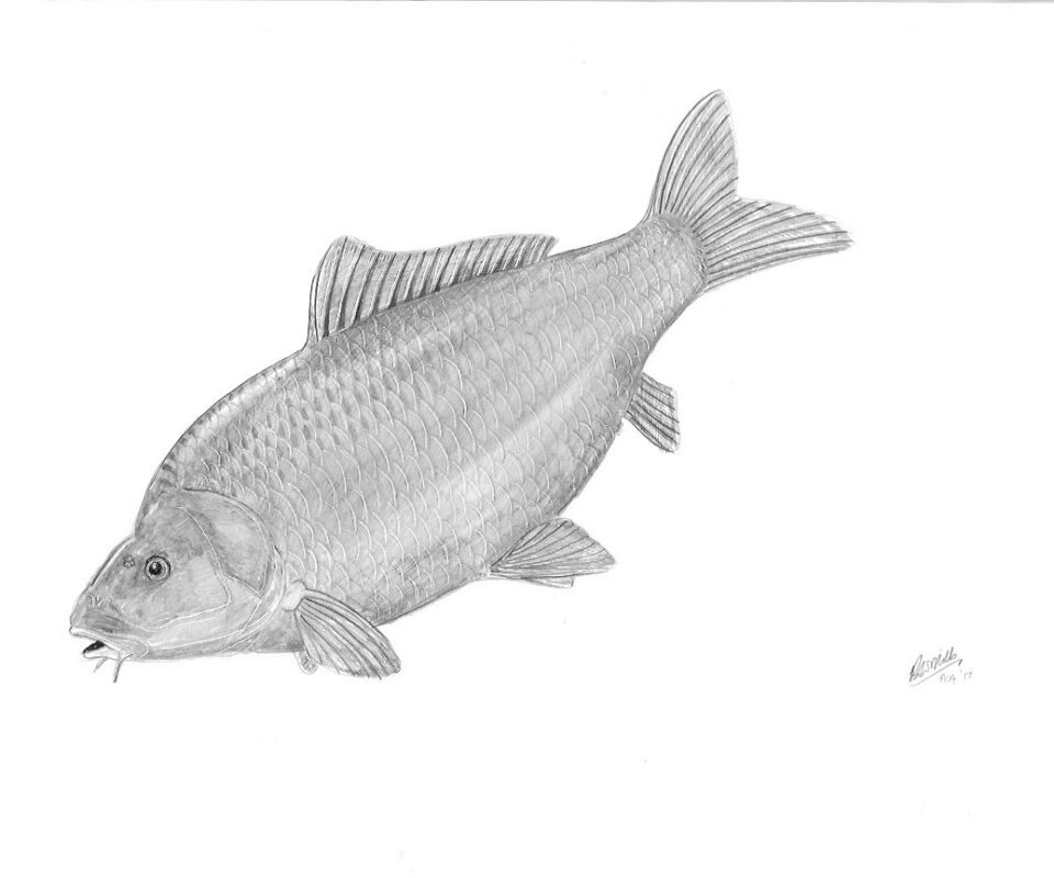 Brian Mills Drawing 5