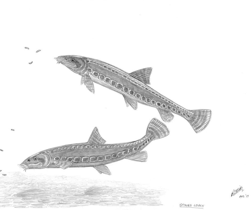 Brian Mills Drawing 6