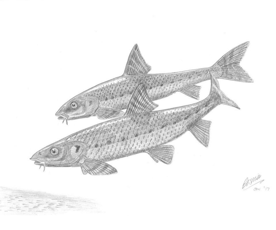 Brian Mills Drawing 8