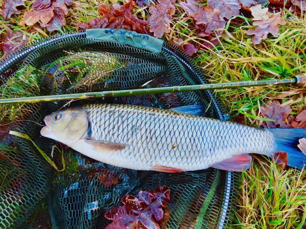 Chub and Bomb rod, roamed with ease