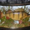 Cooper 3lb taxidery stuffed Perch, bow front case 1914 stunning
