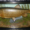 J Cooper taxidermy Chub in bow front gilt lined case, fish 5-6lb scale painted