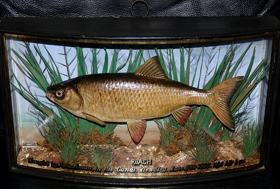 Homer Roach bow front gilt lined gilt written case 1905, 1lb 3 oz