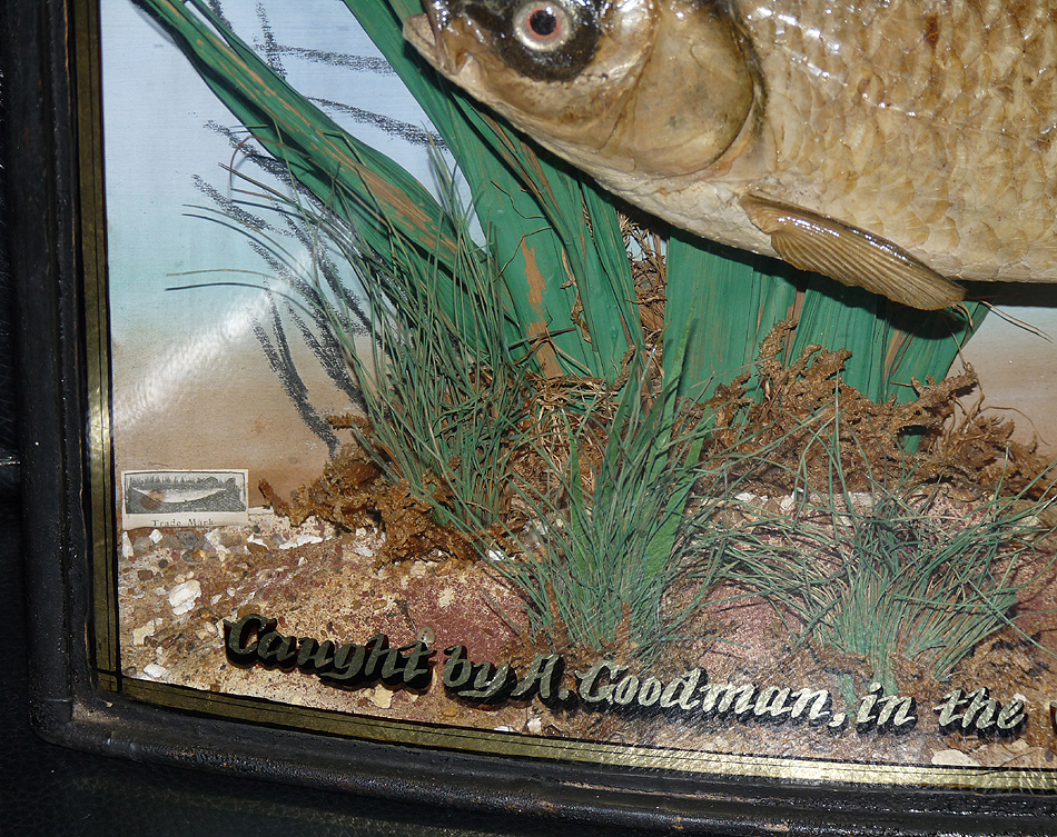 Homer taxidermy Roach bow front gilt lined gilt written case 1905, 1lb 3 oz - Image 5