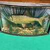 Taxidermy Roach 1Ib 3oz Bow Front Gilt Lined 1905 Collection Only