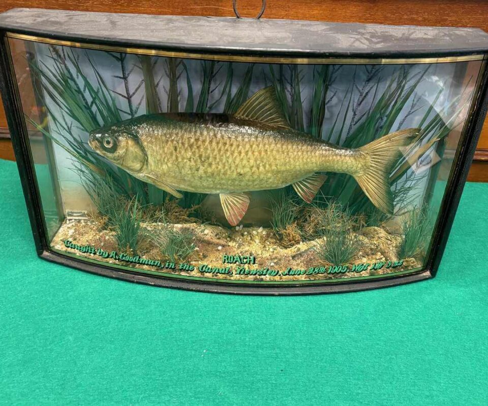 Taxidermy Roach 1Ib 3oz Bow Front Gilt Lined 1905 Collection Only