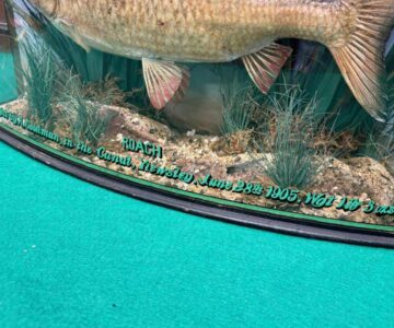 Alternative view of Taxidermy Roach 1Ib 3oz Bow Front Gilt Lined 1905 Collection Only