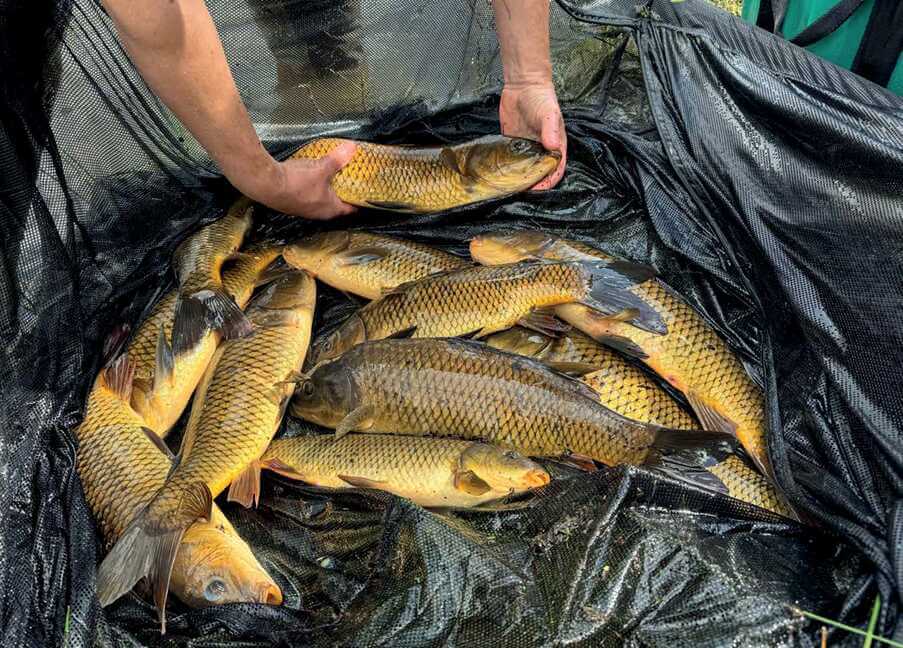 (post) FIN supports Wild Carp Trust Project to save Welsh Wild Carp